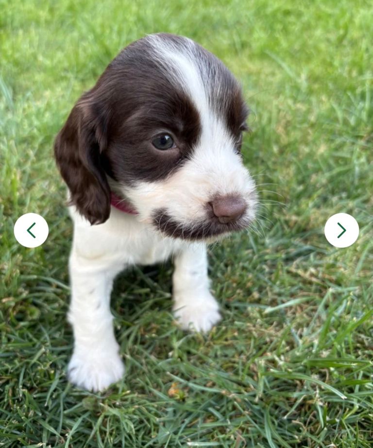 Cocker spaniel puppies 