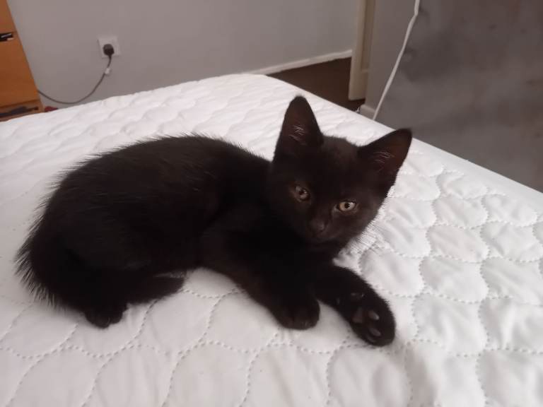 8 week old kittens 