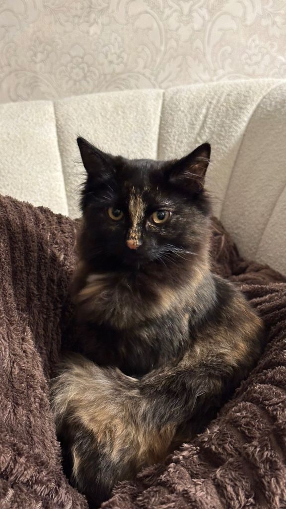 Beautiful tortoiseshell pattern kitten 