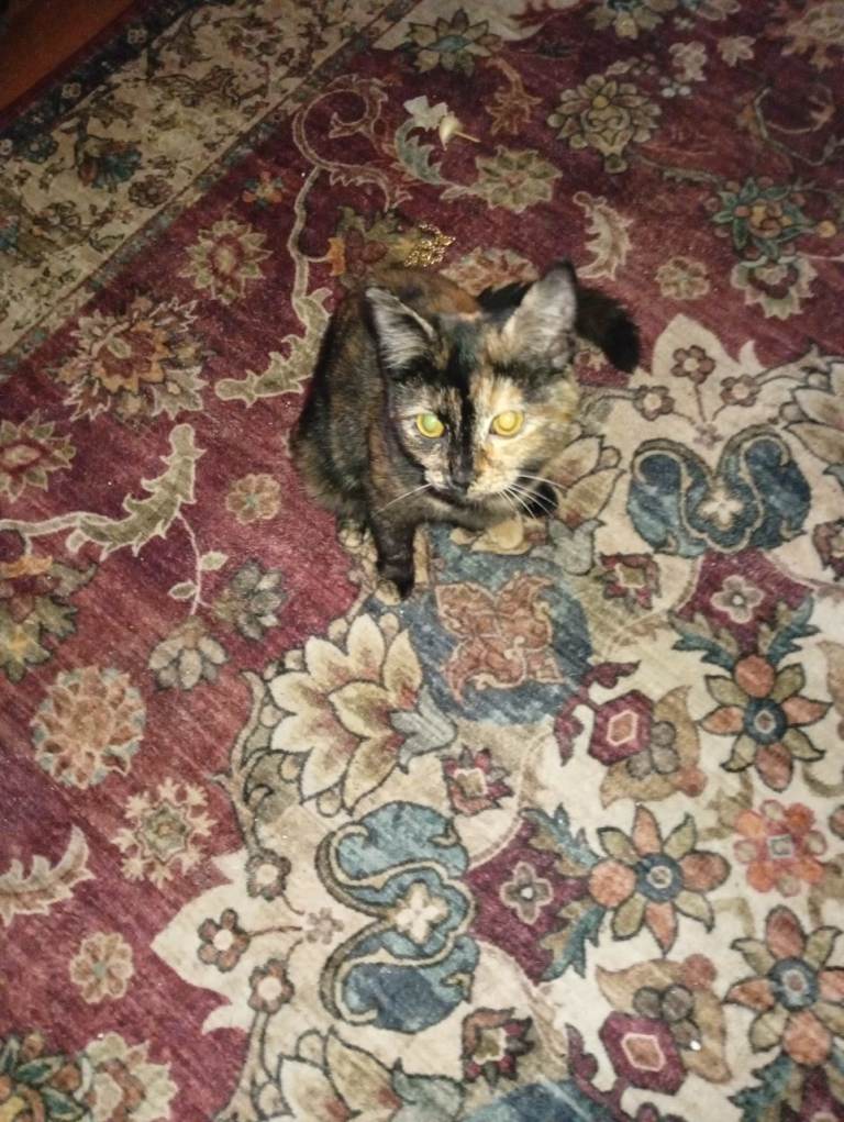 Cat female for sale 4 months 