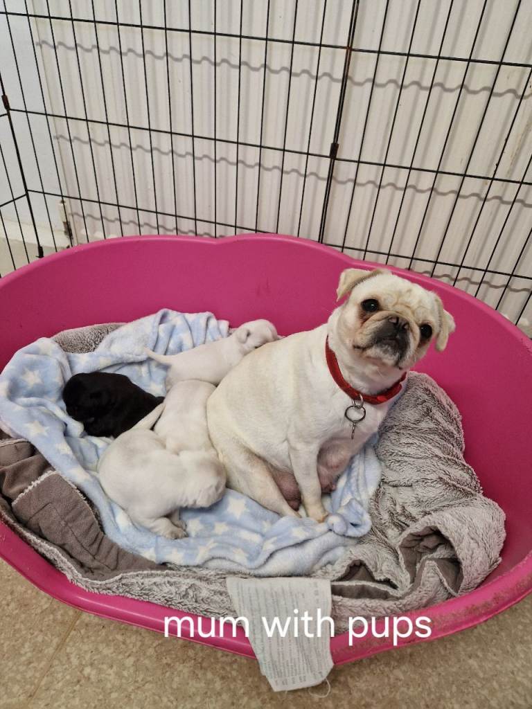Pug puppies 