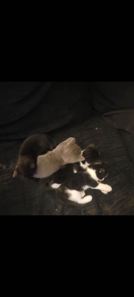 8 week old kittens