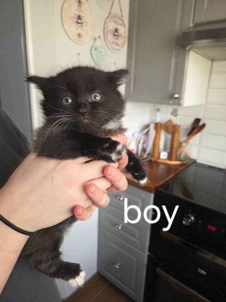 3 kittens for sale 6 weeks old