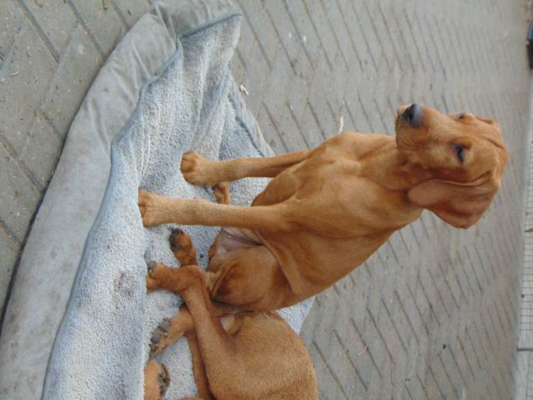HUNGARIAN VIZSLAS
