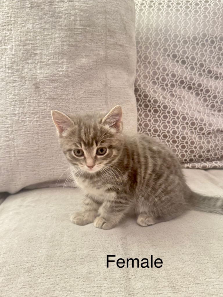 Adorable Kittens Looking for Loving Homes 