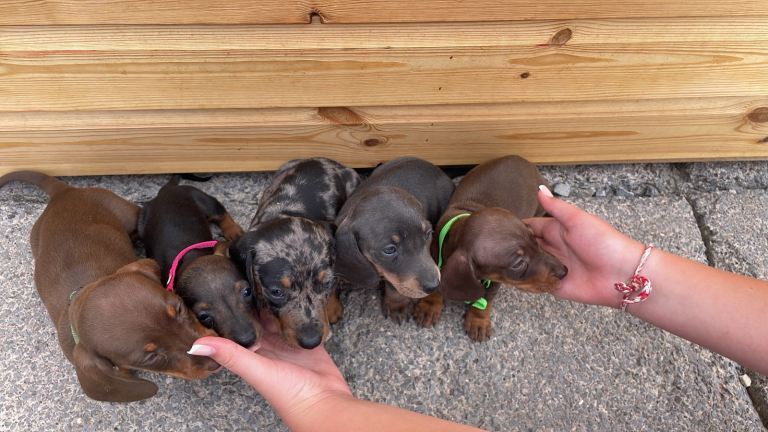Dachshund puppies 