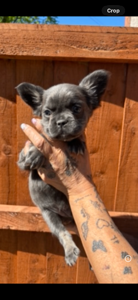 READY NOW Fluffy Girl French Bulldog pups testable puppy Girls blue tan 