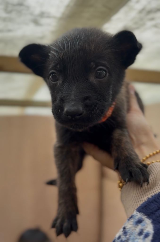 Dutch malinois puppies - 13/12/2025 ready 