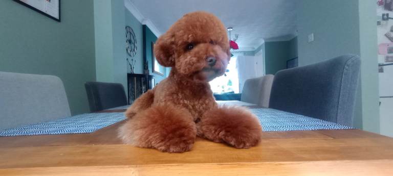 Toy poodle. Champion blood full pedigree