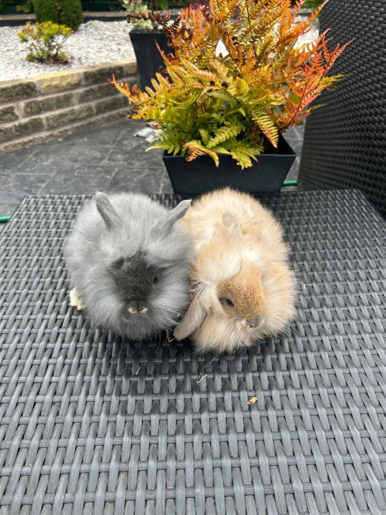 Angora /double main  minl lop bunnies £75