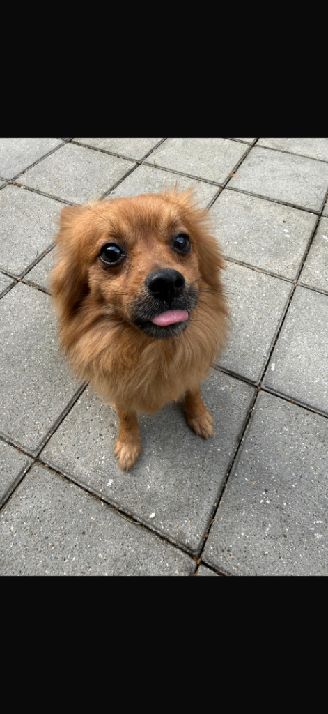 Pomeranian/Chihuahua for Rehoming 