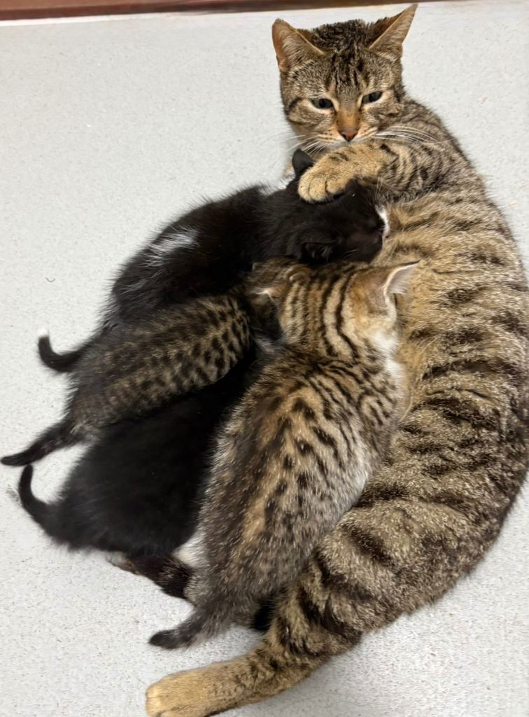 Bengal Cross Kittens
