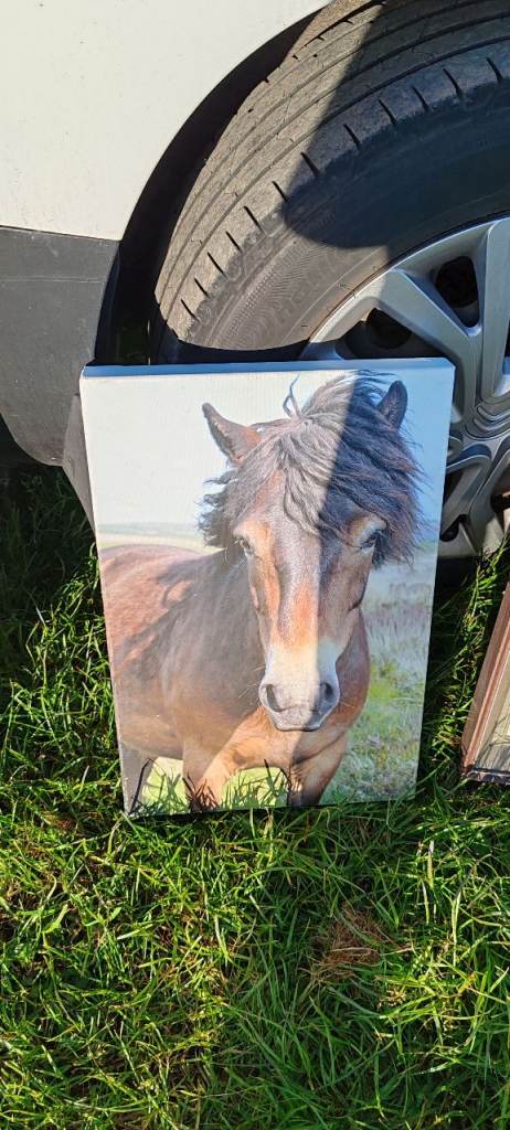 Horse print 