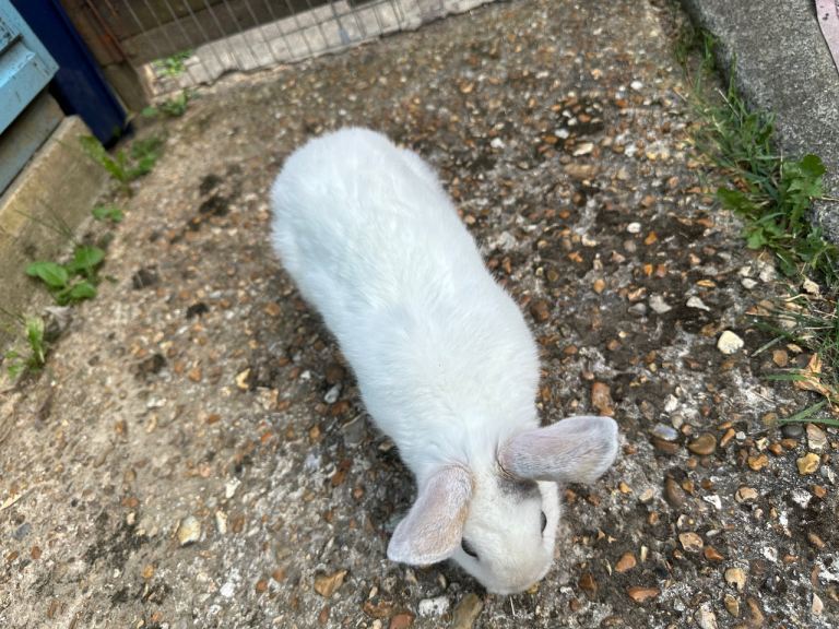 Beautiful Rabbits for sale, Soft and lovely, looking for loving homes, collection only 