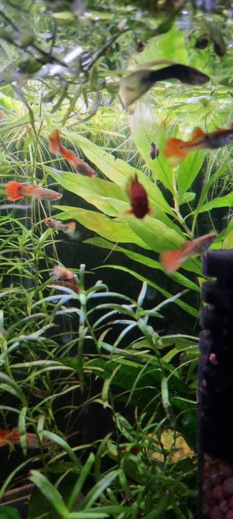 Guppy, Platy and Molly Fish