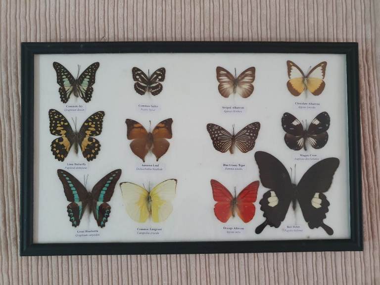 12 Framed Butterfly Butterflies Taxidermy