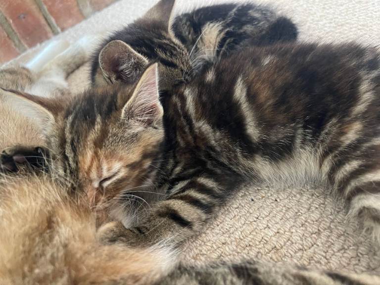 Kittens