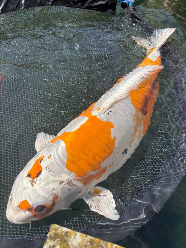 Closing down large high spec Koi Pond 