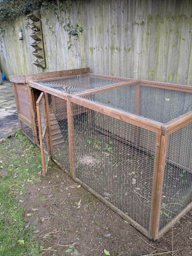 A chicken coop plus two laying chickens