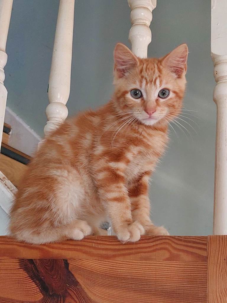 12 week old ginger Maine coon cross  kittens