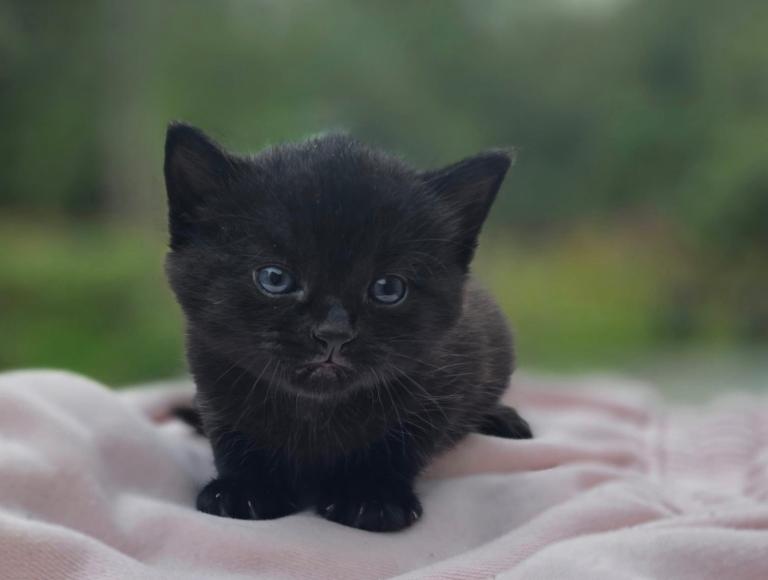 Kittens for sale 