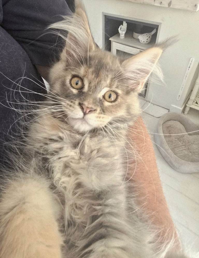 Blue lavender maine coon kittens 