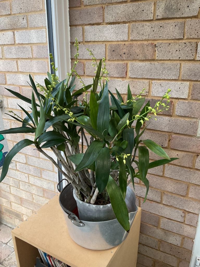 Orchid from australasia. Dendrobium delicatum.