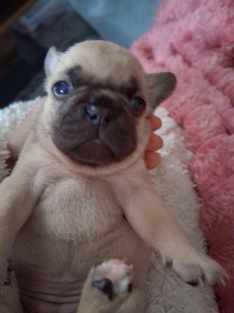 Blue/lilac/chocolate and tan  French bulldog puppies 