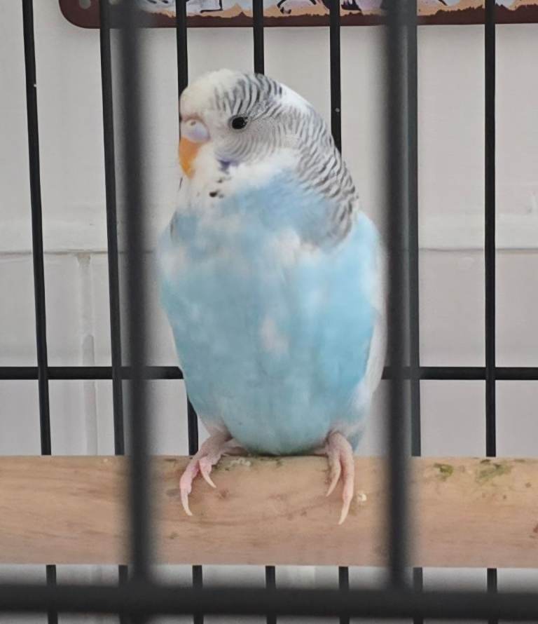Budgie and cage