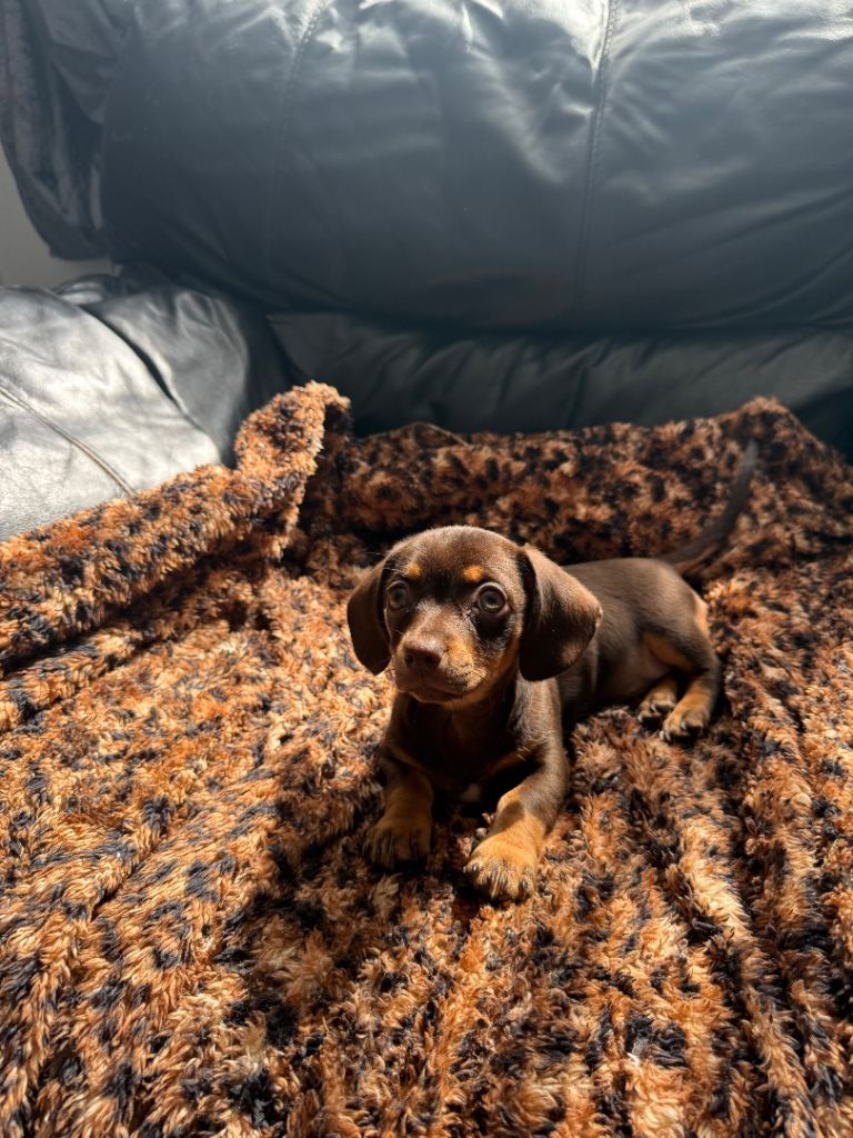 Female Chiweenie Puppy 