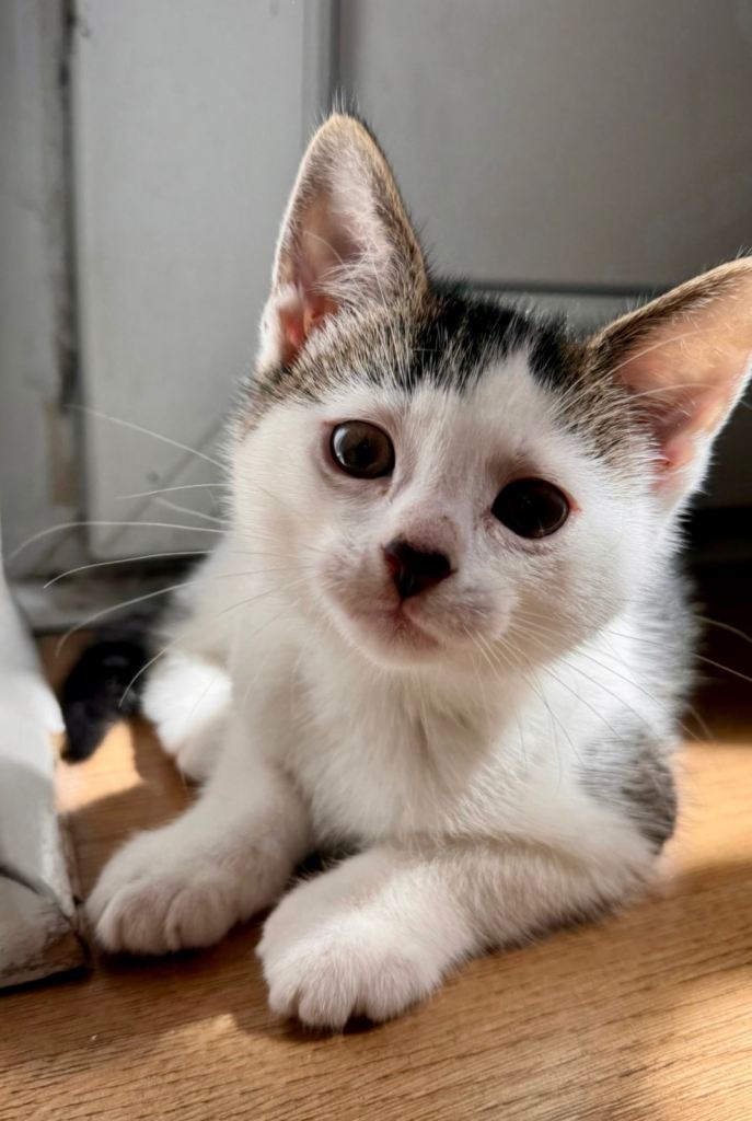 ❤️ALL RESERVED❤️!!!!!!Beautiful BOY KITTEN Ready for Loving Home (End of June) 