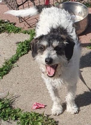 Jack Russell 