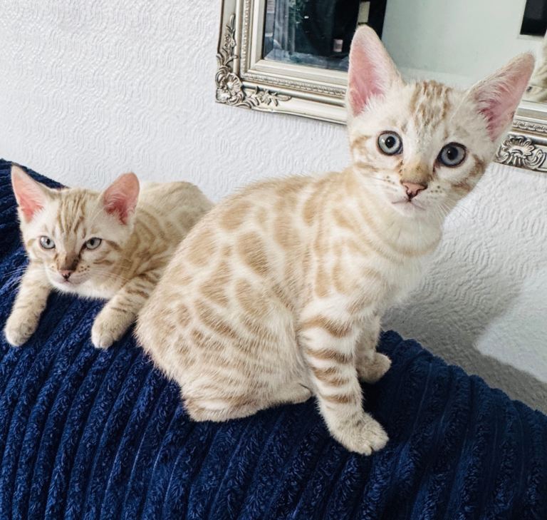 Beautiful Bengal Kittens.