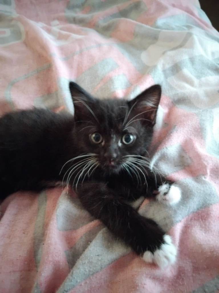 X2 male black & white kittens