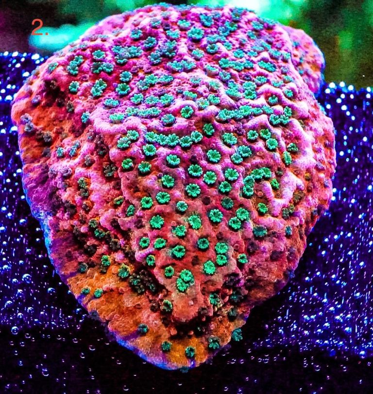 Tropic Thunder marine frags coral