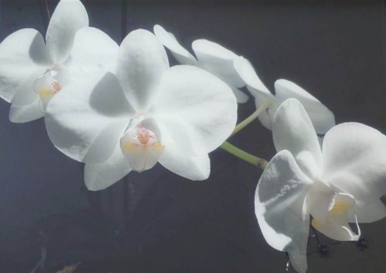 Decorative orchid artwork toughened glass, heat-resistant, easy to clean feature piece