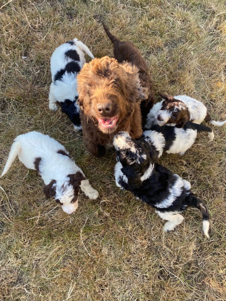 6 adorable super friendly Cockapoo puppies