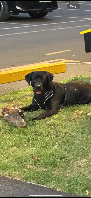 Beautiful loving Labrador 