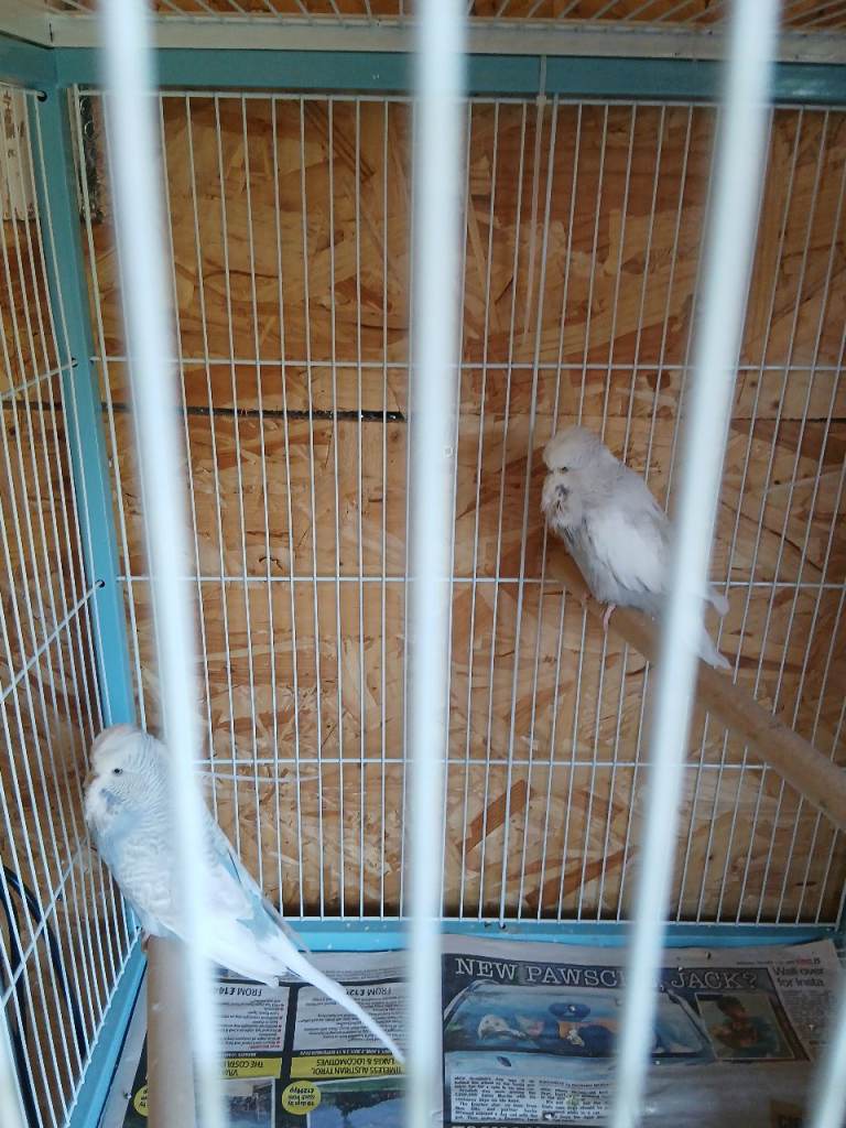 Budgies for sale