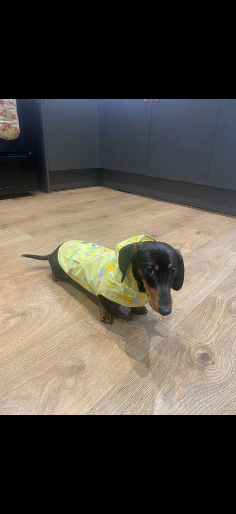 3 year old miniature Dachshund 