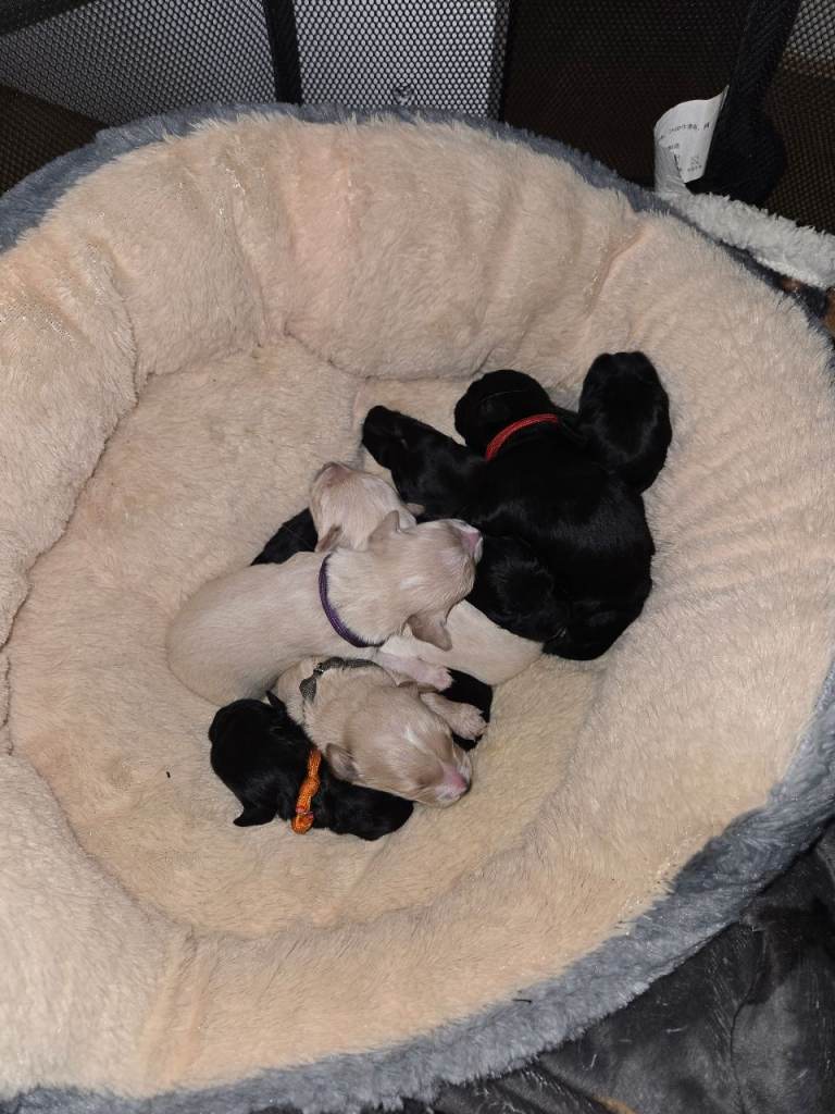 Golden Retriever x Cocapoo Puppies- Chorley - Family raised 