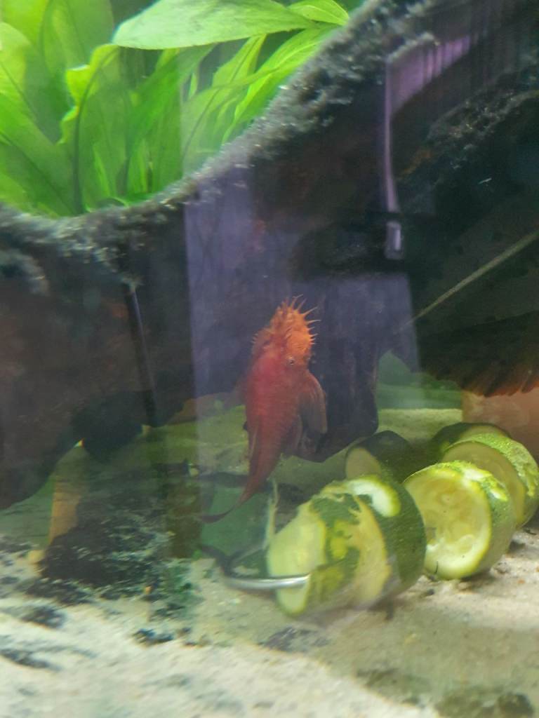 Bristlenose orange plecos
