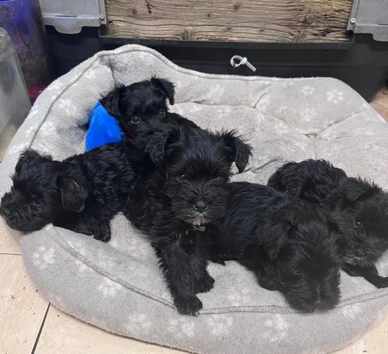 5 Beautiful Miniature Schnauzer pups