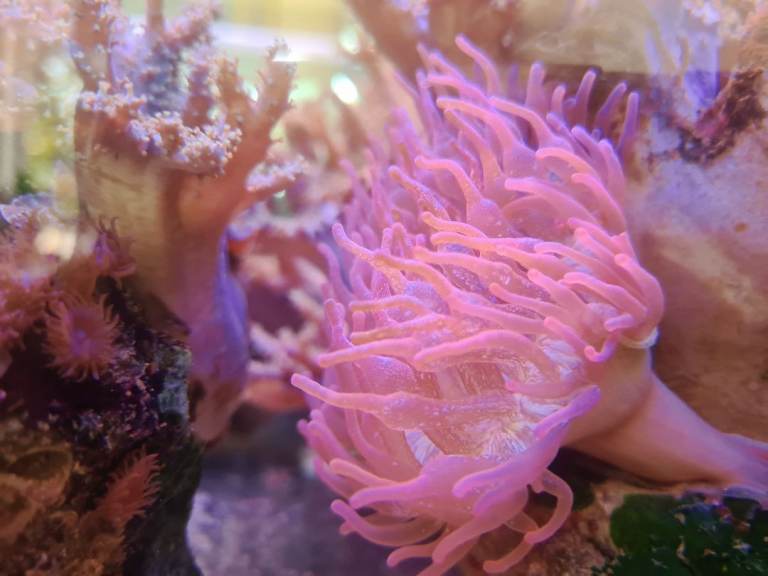 Marine corals 