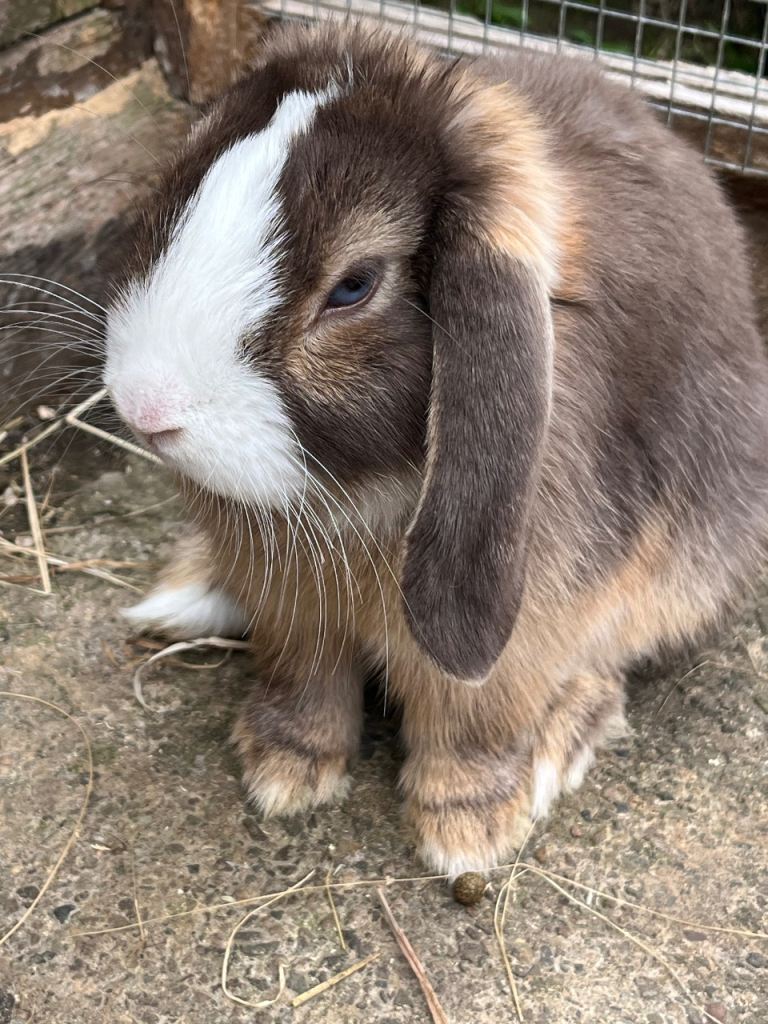 Stunning litter of mini lops ready now 