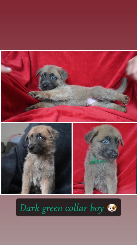 German Shepard X Akita puppies 