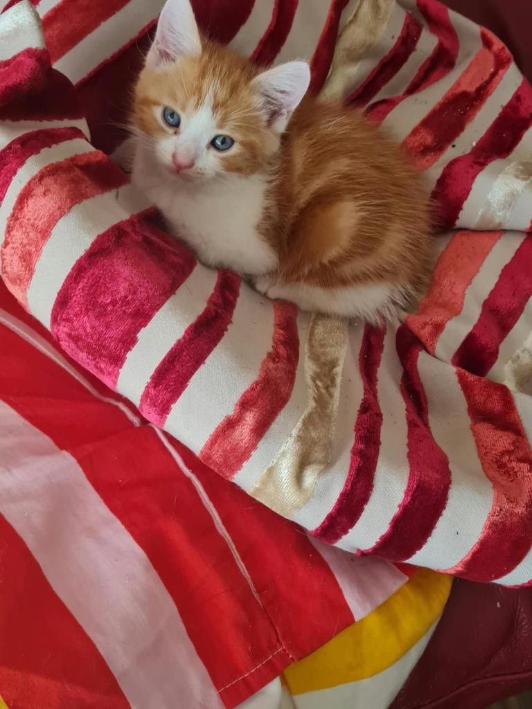 6 mixed litter kittens 