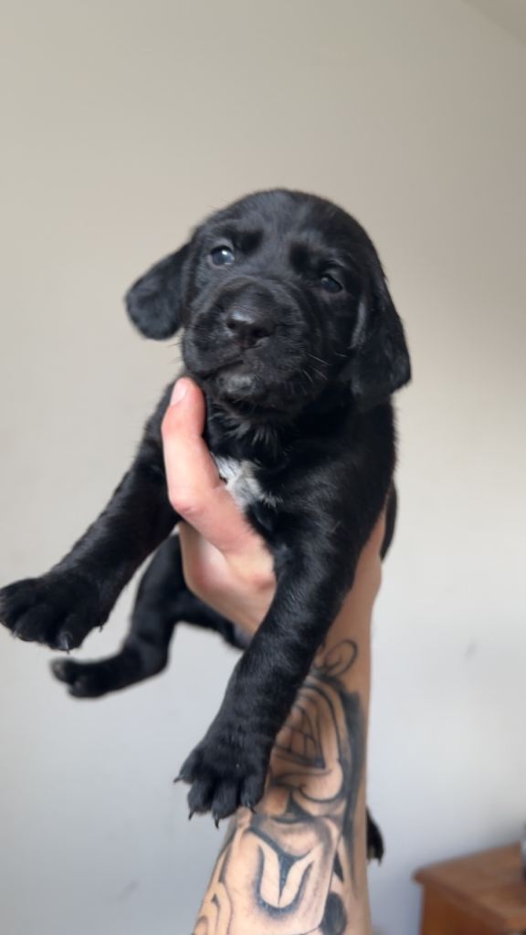 Cocker spaniel X Rottweiler 