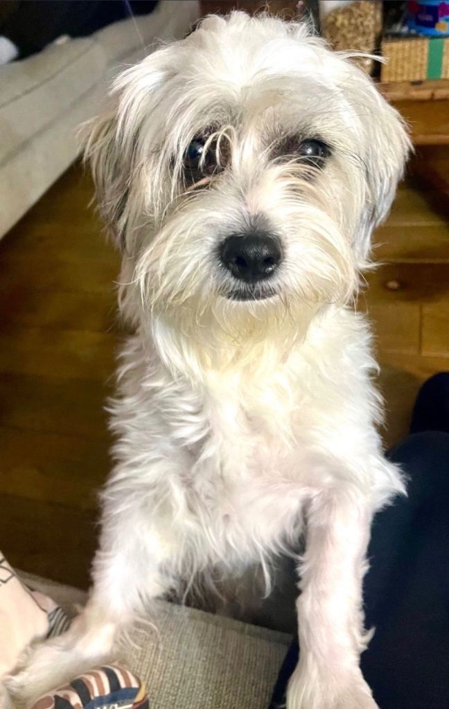 Shichon puppy 