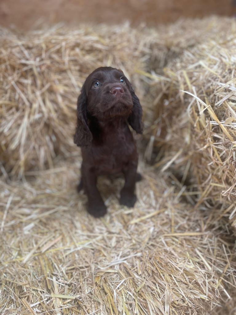 cocker spaniel boys